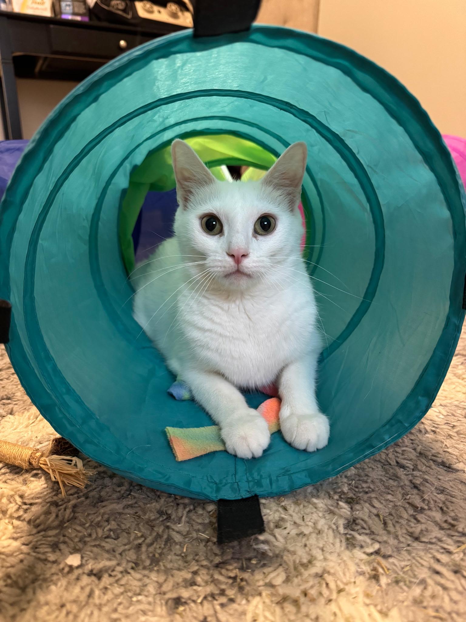 Cloud, Adult Female unknown