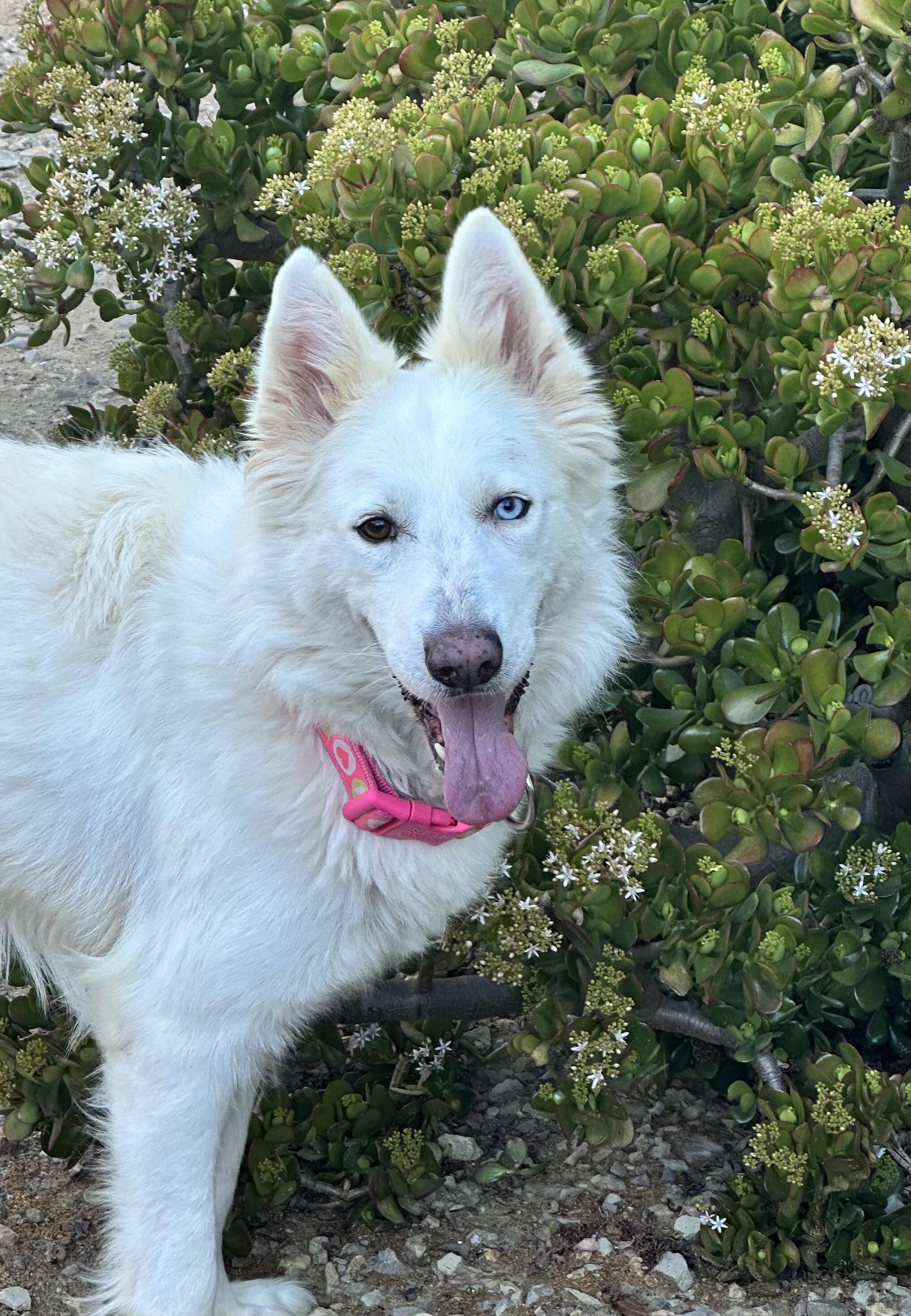 Enlarge Jesse, a Adoptable mixed breed in Topanga, CA image 2/2