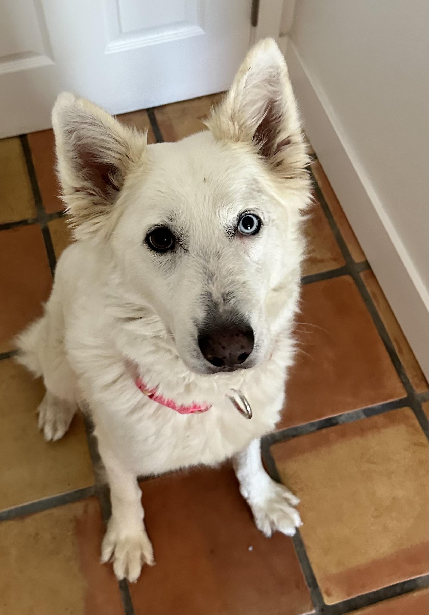 Jesse, Adoptable, Adult Female German Shepherd Dog & Siberian Husky.