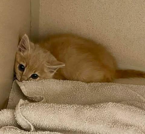 Teddy, Adoptable, Kitten Male Domestic Short Hair.