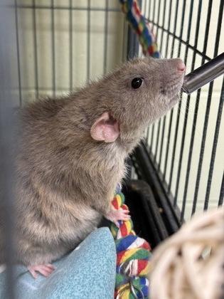 Lucio, Adoptable, Adult Male Rat & Rat.