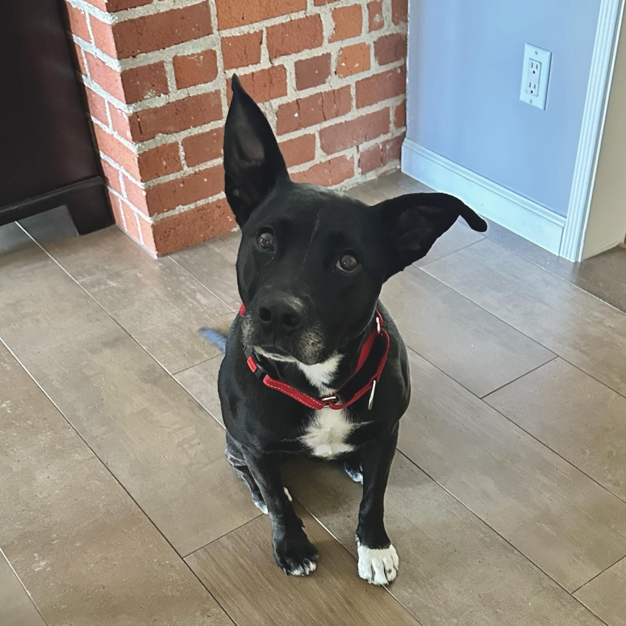Enlarge Zoey, a Adoptable mixed breed in Los Angeles , CA image 1/6
