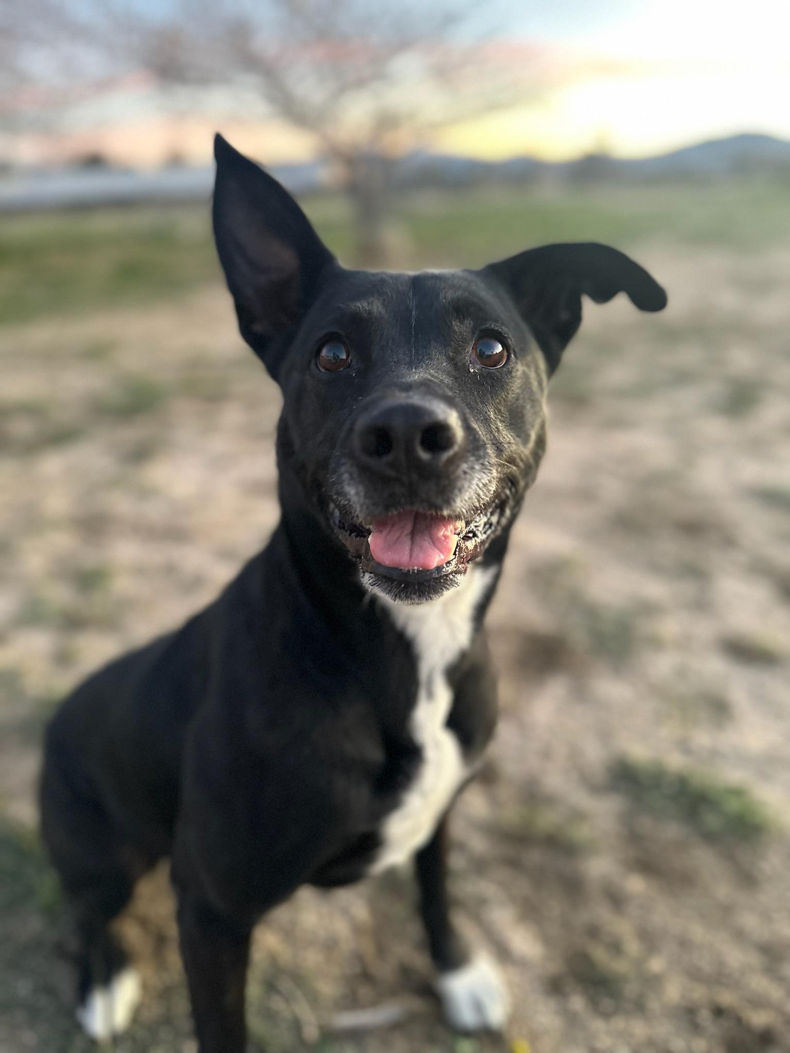 Enlarge Zoey, a Adoptable mixed breed in Los Angeles , CA image 4/6
