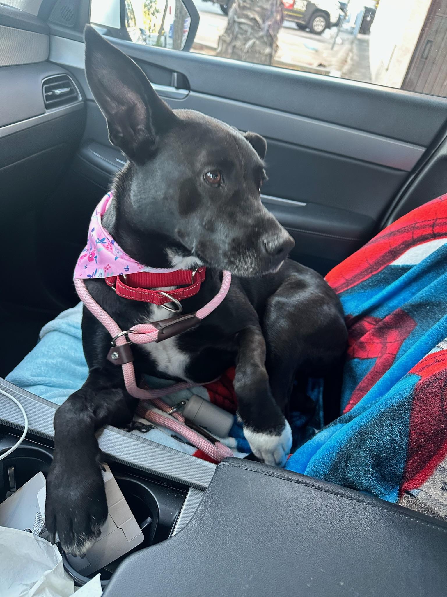 Enlarge Zoey, a Adoptable mixed breed in Los Angeles , CA image 6/6