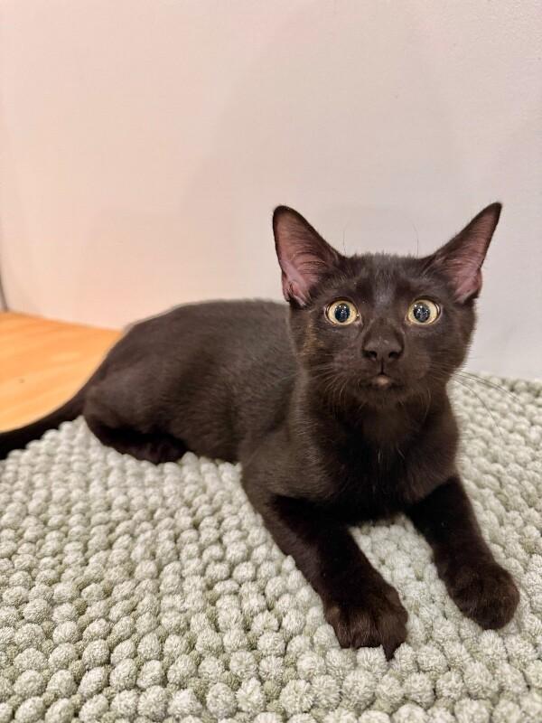 Itty Bitty, Adoptable, Young Female Domestic Short Hair.