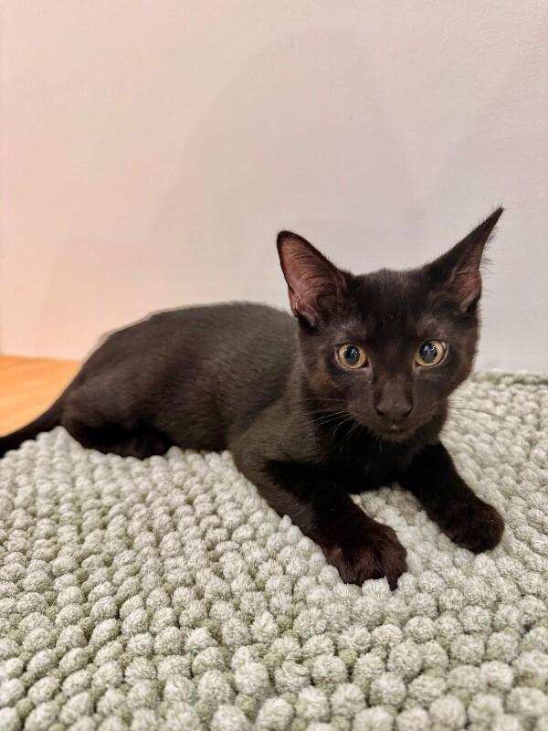 Enlarge Itty Bitty, a Adoptable Domestic Short Hair in North Babylon, NY image 3/6