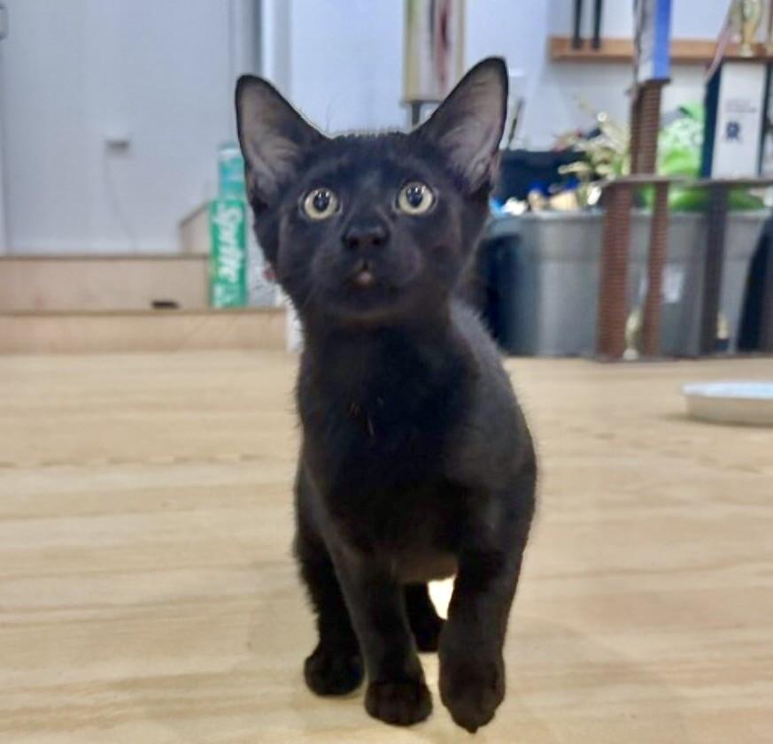 Enlarge Itty Bitty, a Adoptable Domestic Short Hair in North Babylon, NY image 4/6
