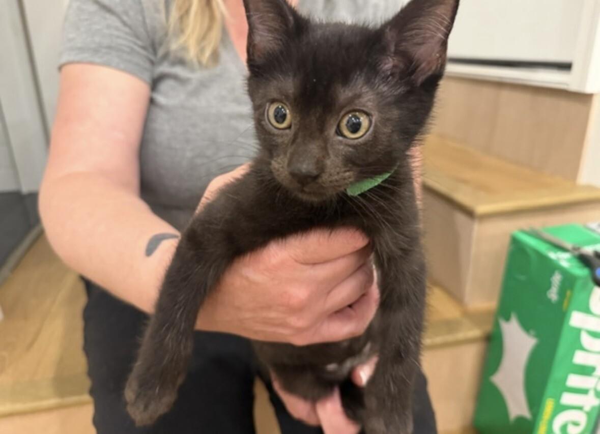 Enlarge Itty Bitty, a Adoptable Domestic Short Hair in North Babylon, NY image 2/4