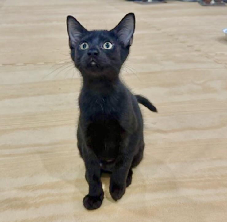 Enlarge Itty Bitty, a Adoptable Domestic Short Hair in North Babylon, NY image 6/6