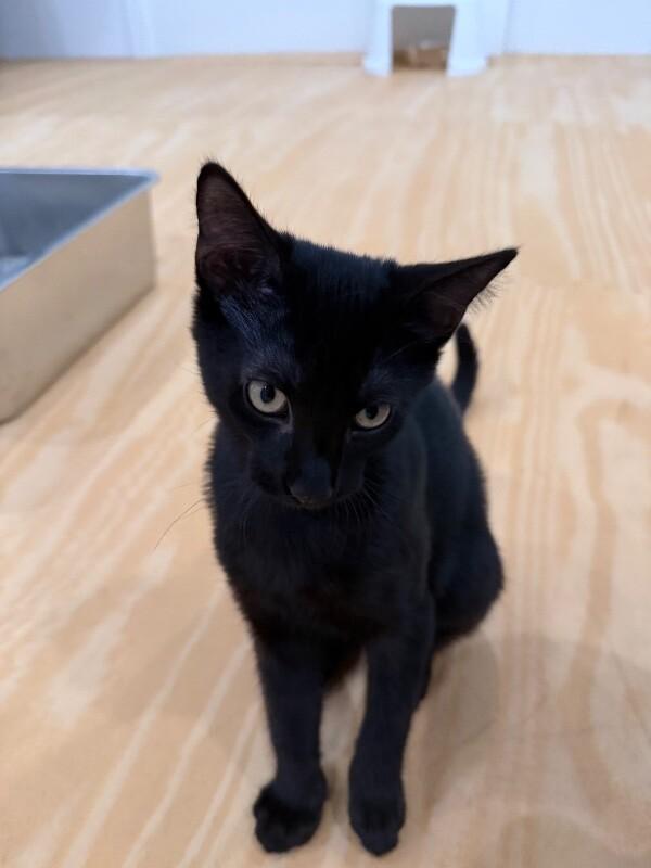 Enlarge Itty Bitty, a Adoptable Domestic Short Hair in North Babylon, NY image 4/6