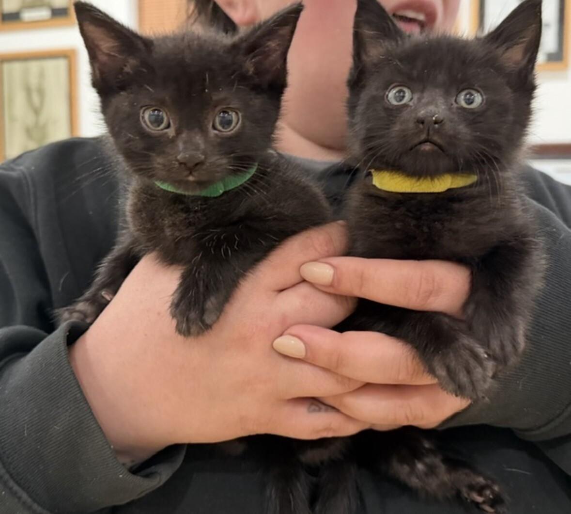 Enlarge Itty Bitty, a Adoptable Domestic Short Hair in North Babylon, NY image 3/4