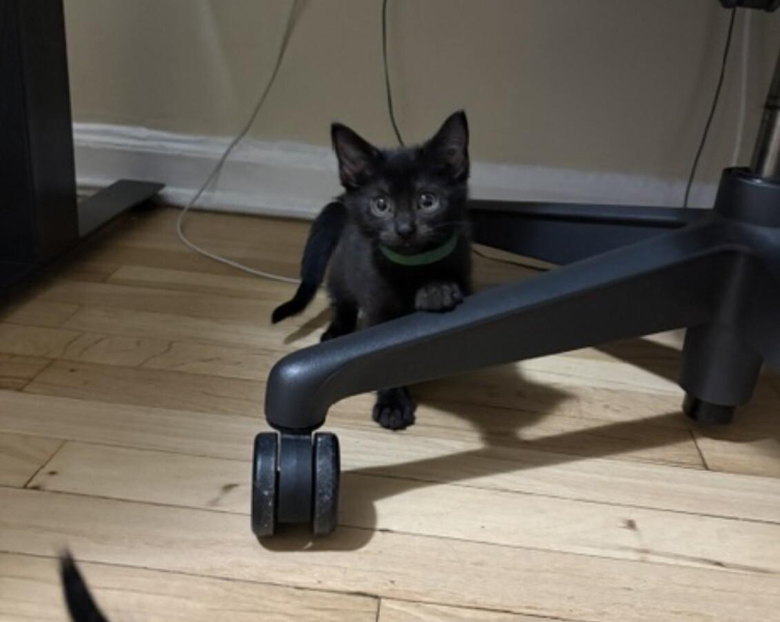 Enlarge Itty Bitty, a Adoptable Domestic Short Hair in North Babylon, NY image 4/4