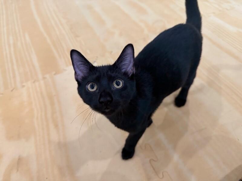 Enlarge Itty Bitty, a Adoptable Domestic Short Hair in North Babylon, NY image 5/6