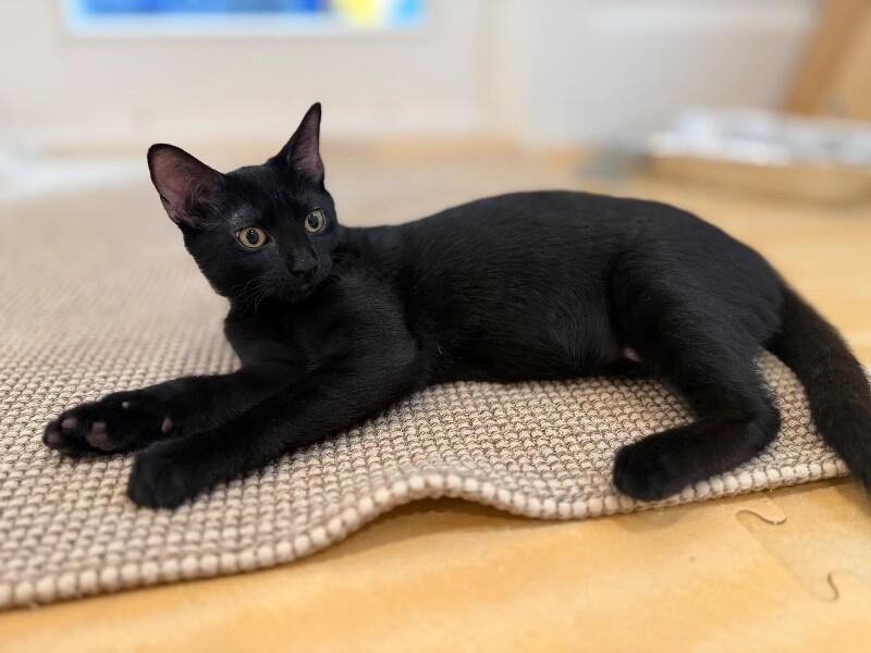 Enlarge Itty Bitty, a Adoptable Domestic Short Hair in North Babylon, NY image 6/6