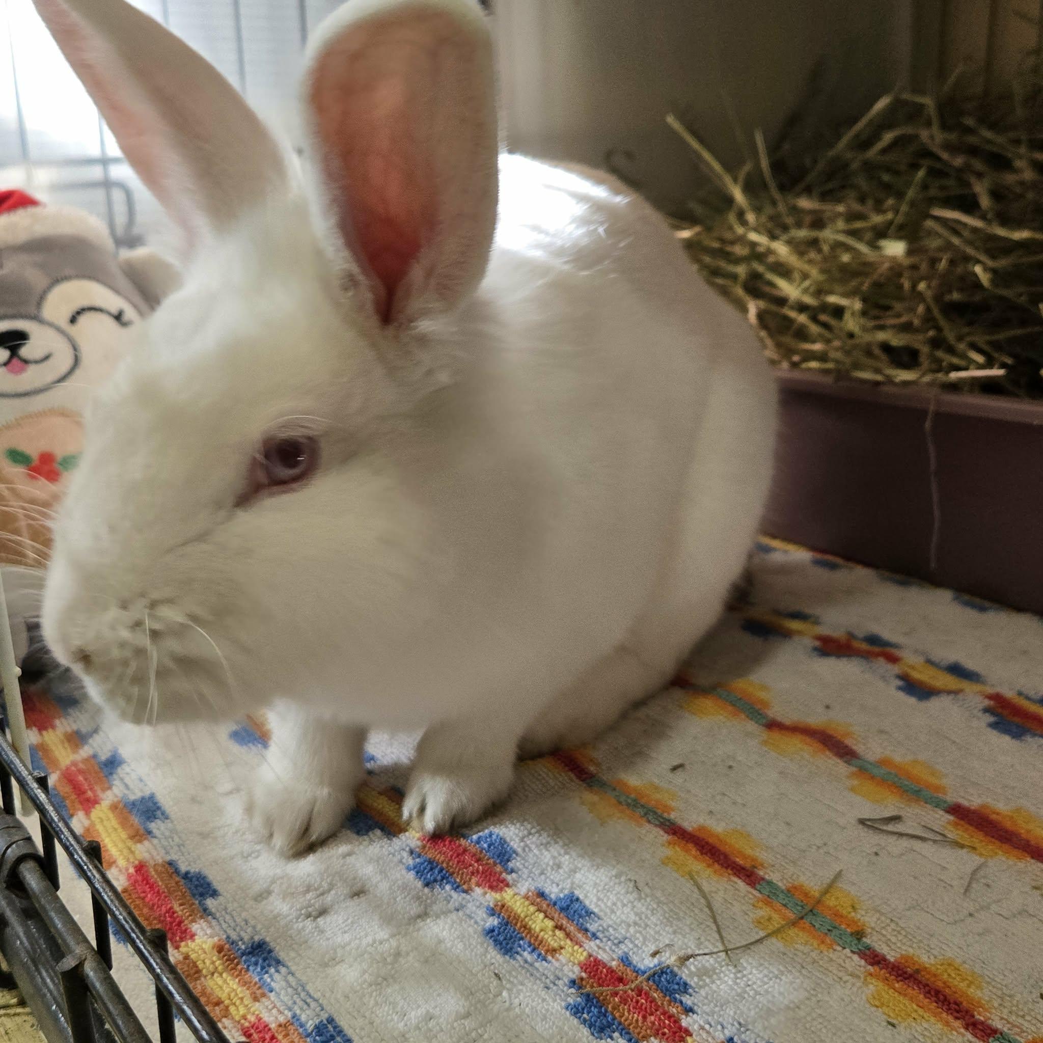 Chuckie (South Surrey), adopted, Young Male Lionhead.