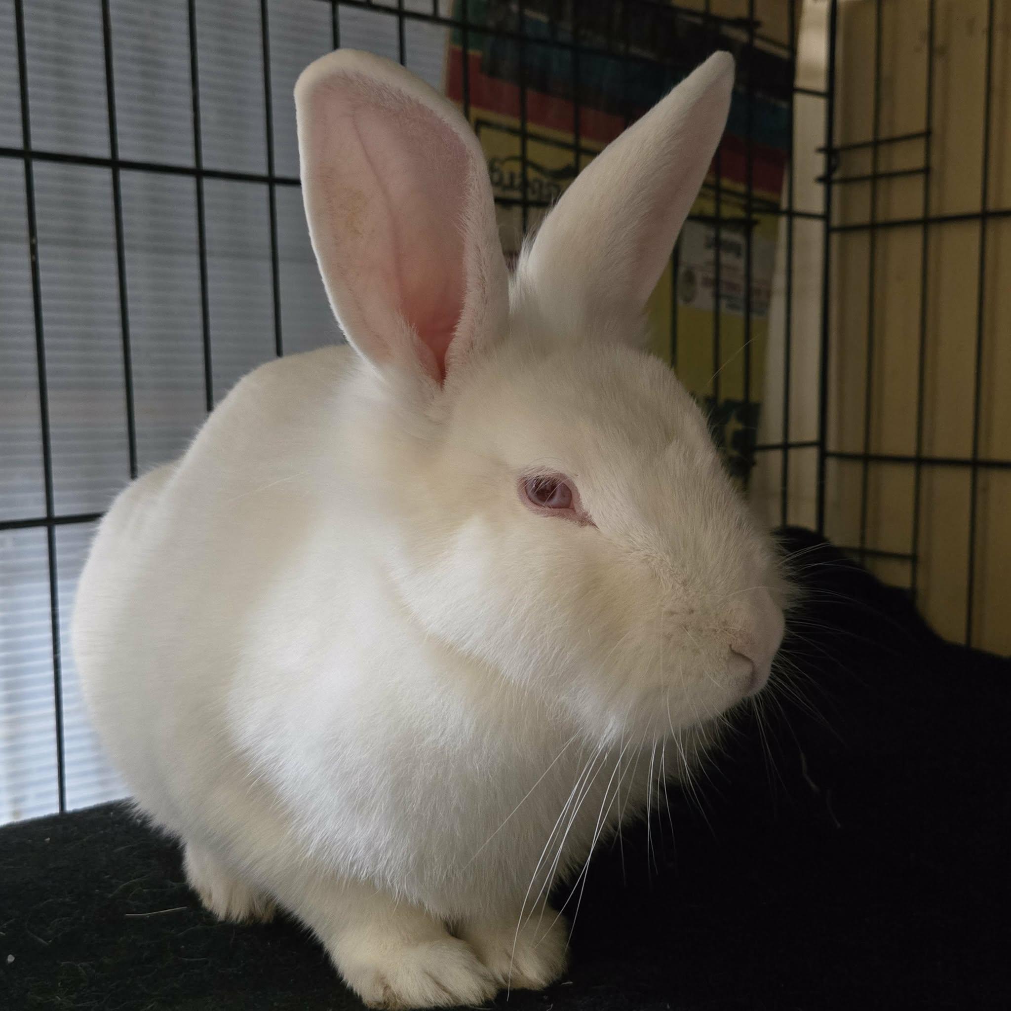 Enlarge Chuckie (South Surrey), an adopted mixed breed in Vancouver, BC image 2/2