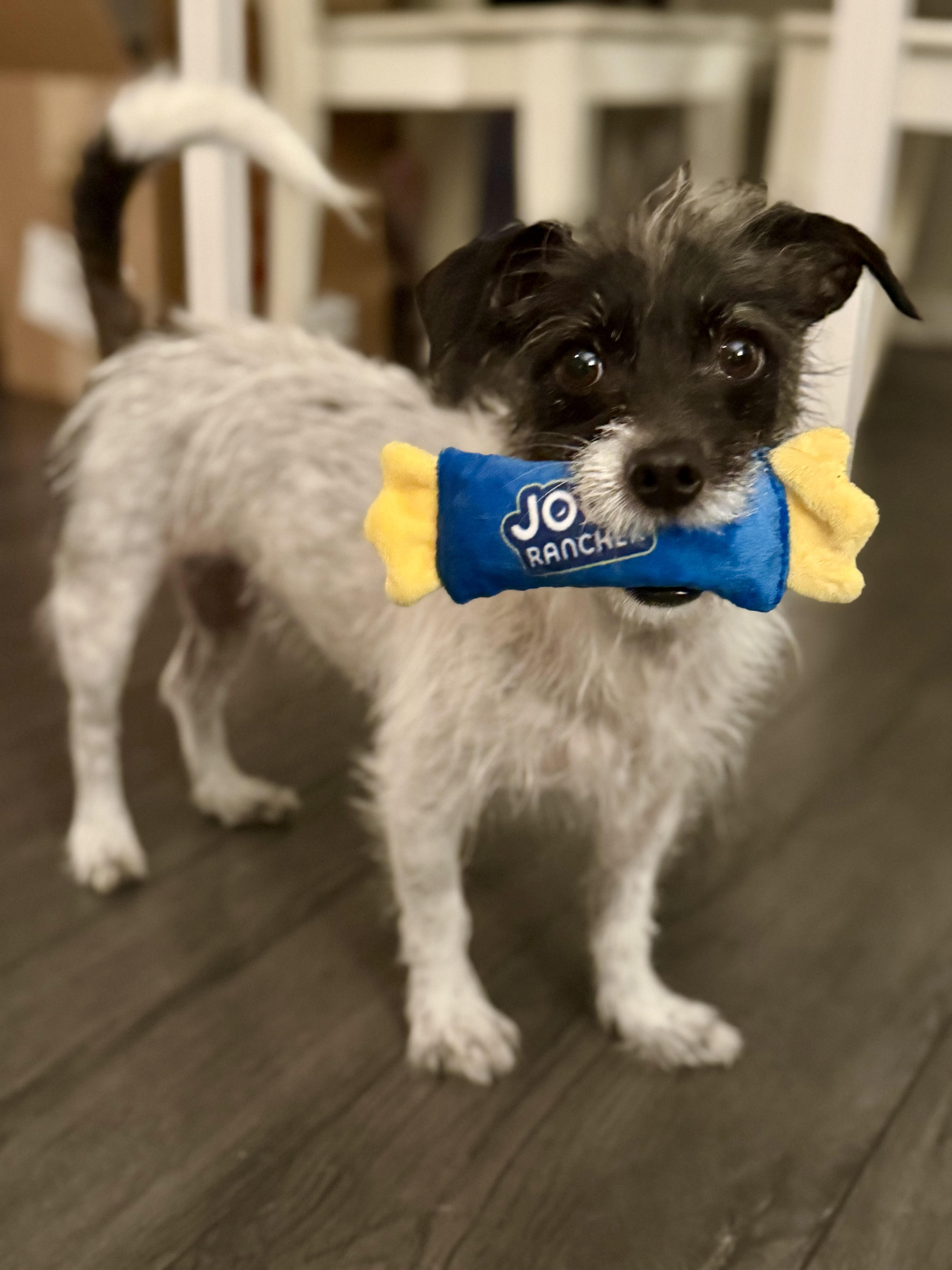 Enlarge Mia, an adoptable mixed breed in Thousand Oaks, CA image 6/6