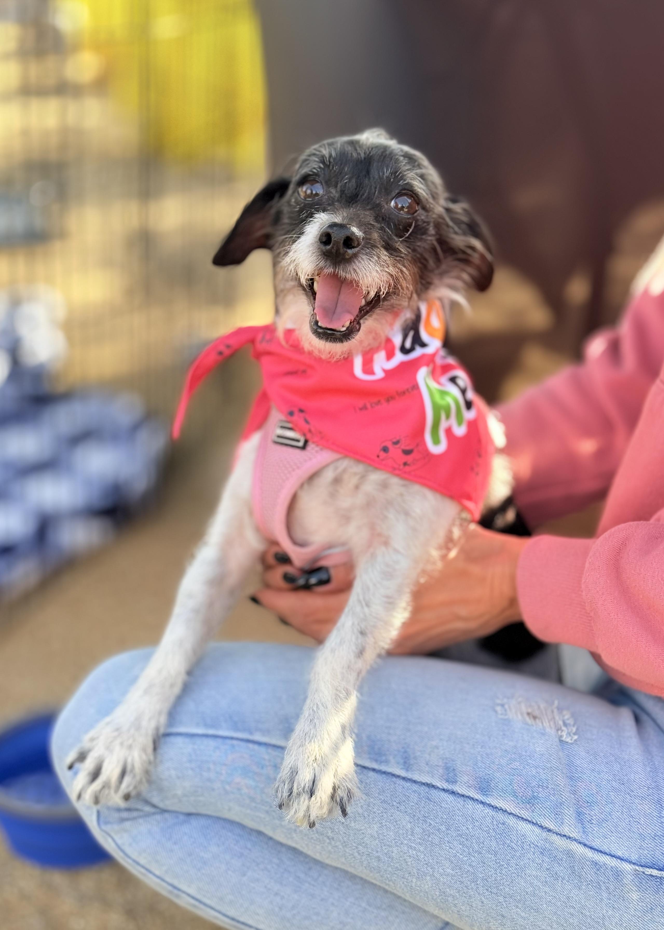 Enlarge Mia, an adoptable mixed breed in Thousand Oaks, CA image 5/6