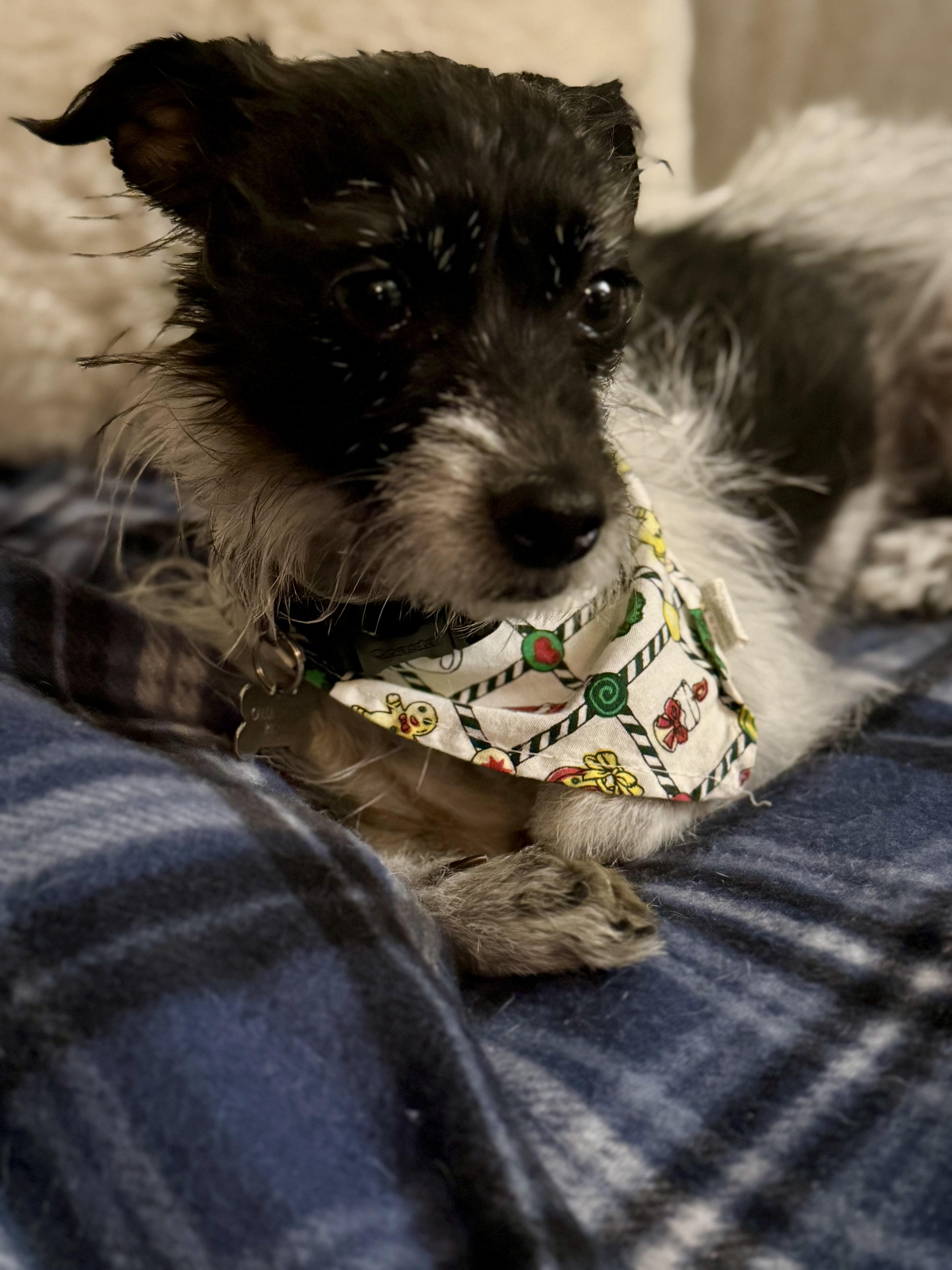 Mia, a Adoptable mixed breed in Thousand Oaks, CA image 4/6