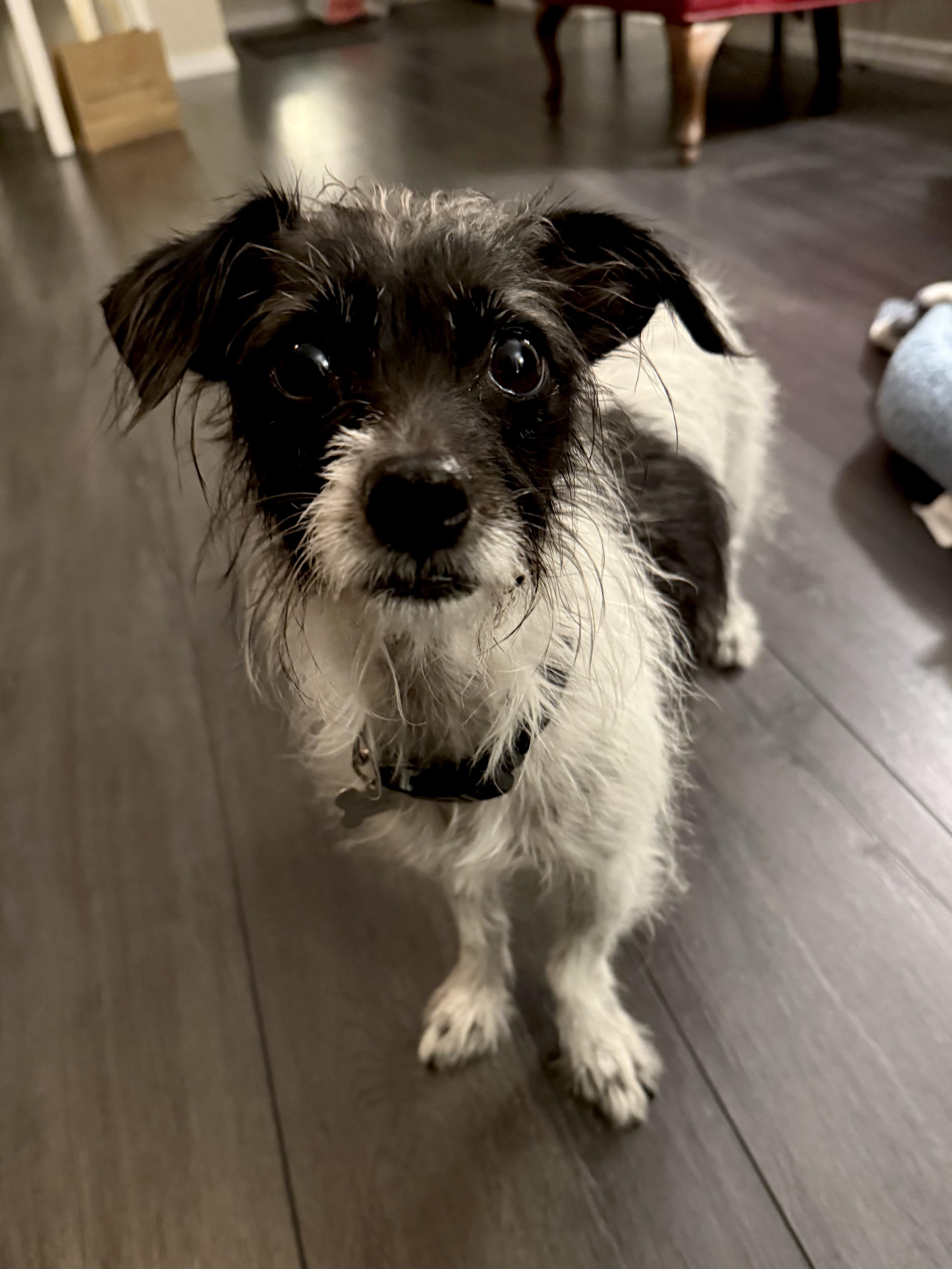 Mia, a Adoptable mixed breed in Thousand Oaks, CA image 6/6