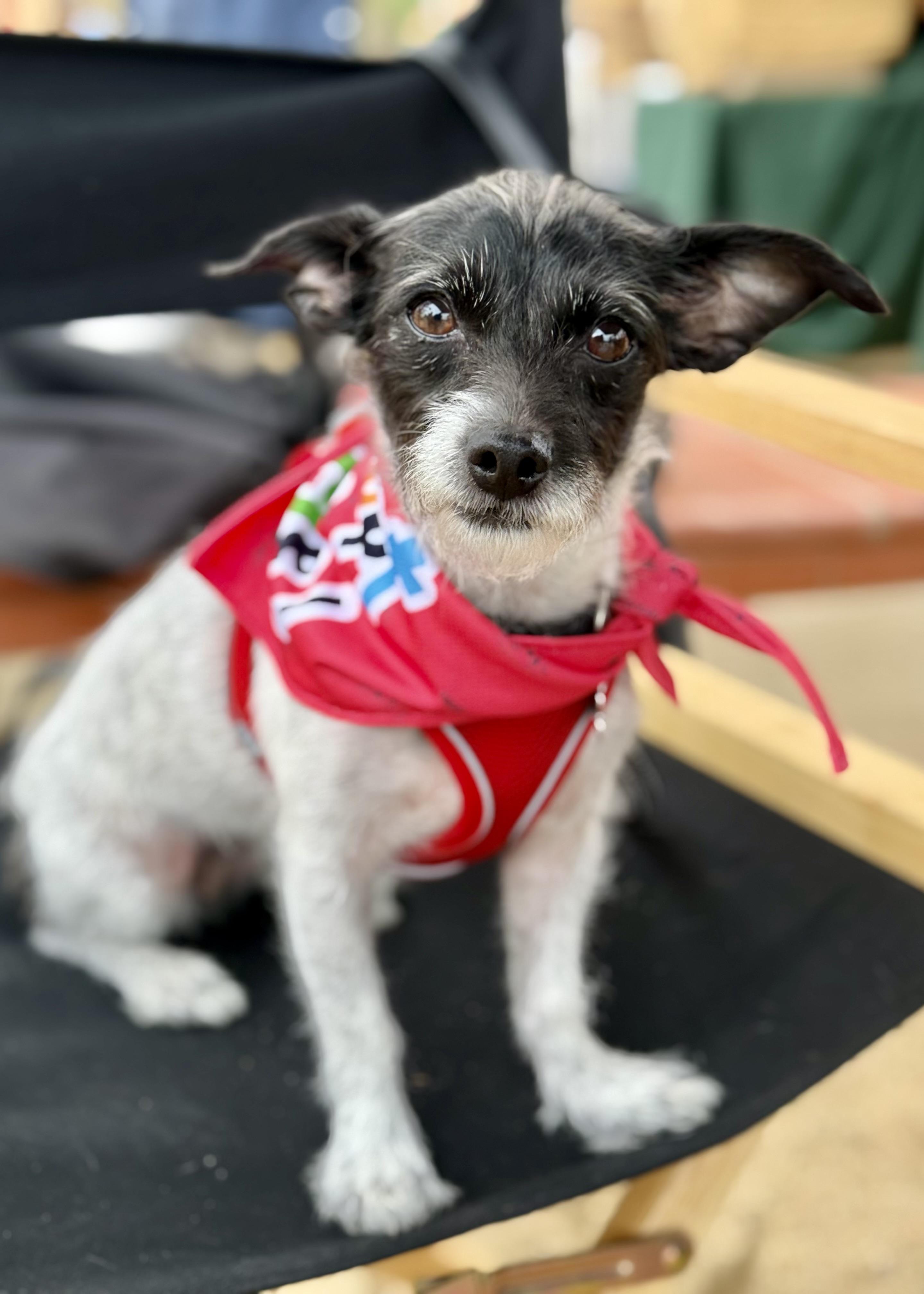 Mia, adoptable, Adult Female Terrier & Mixed Breed.