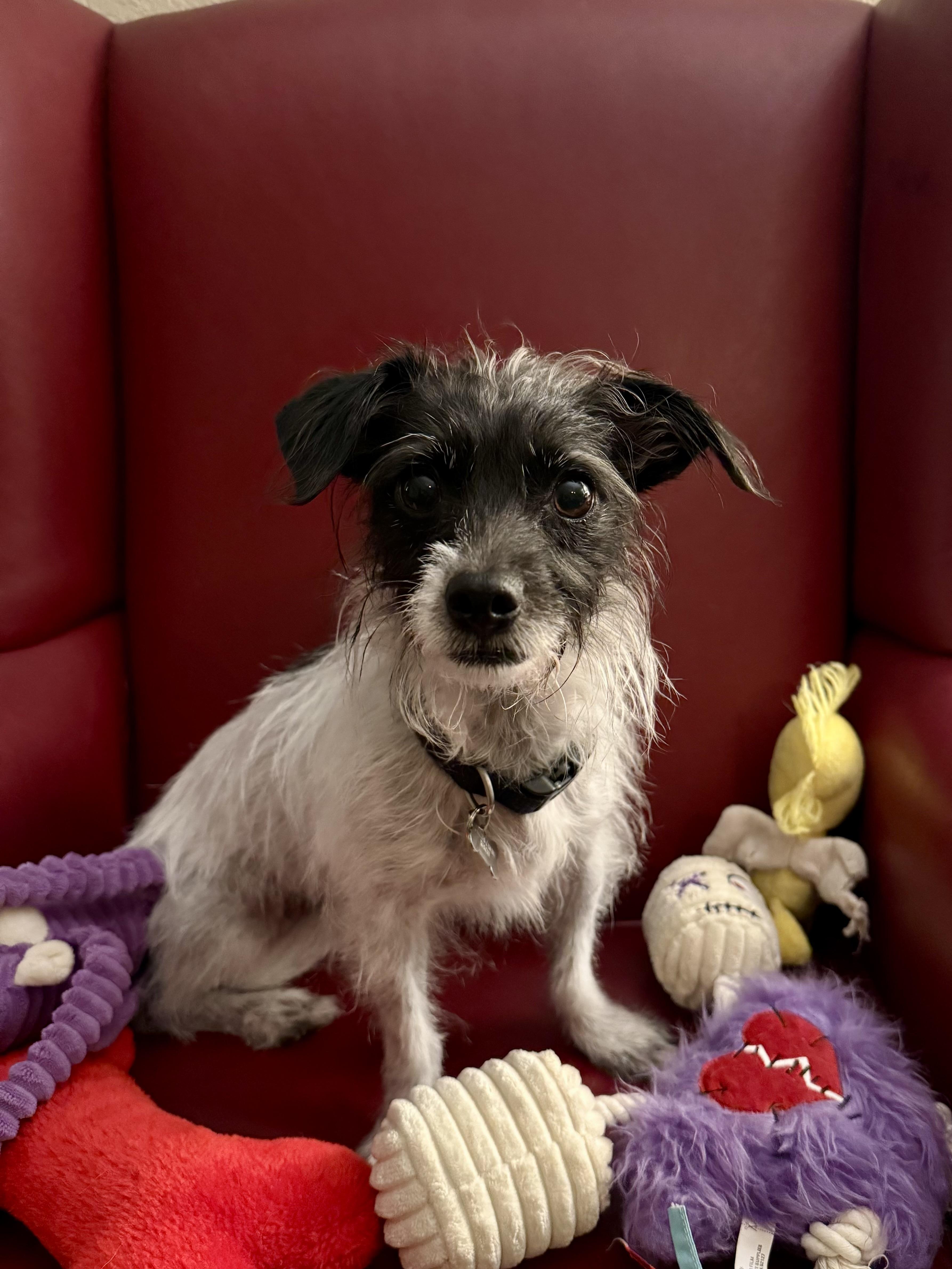 Mia, a Adoptable mixed breed in Thousand Oaks, CA image 5/6