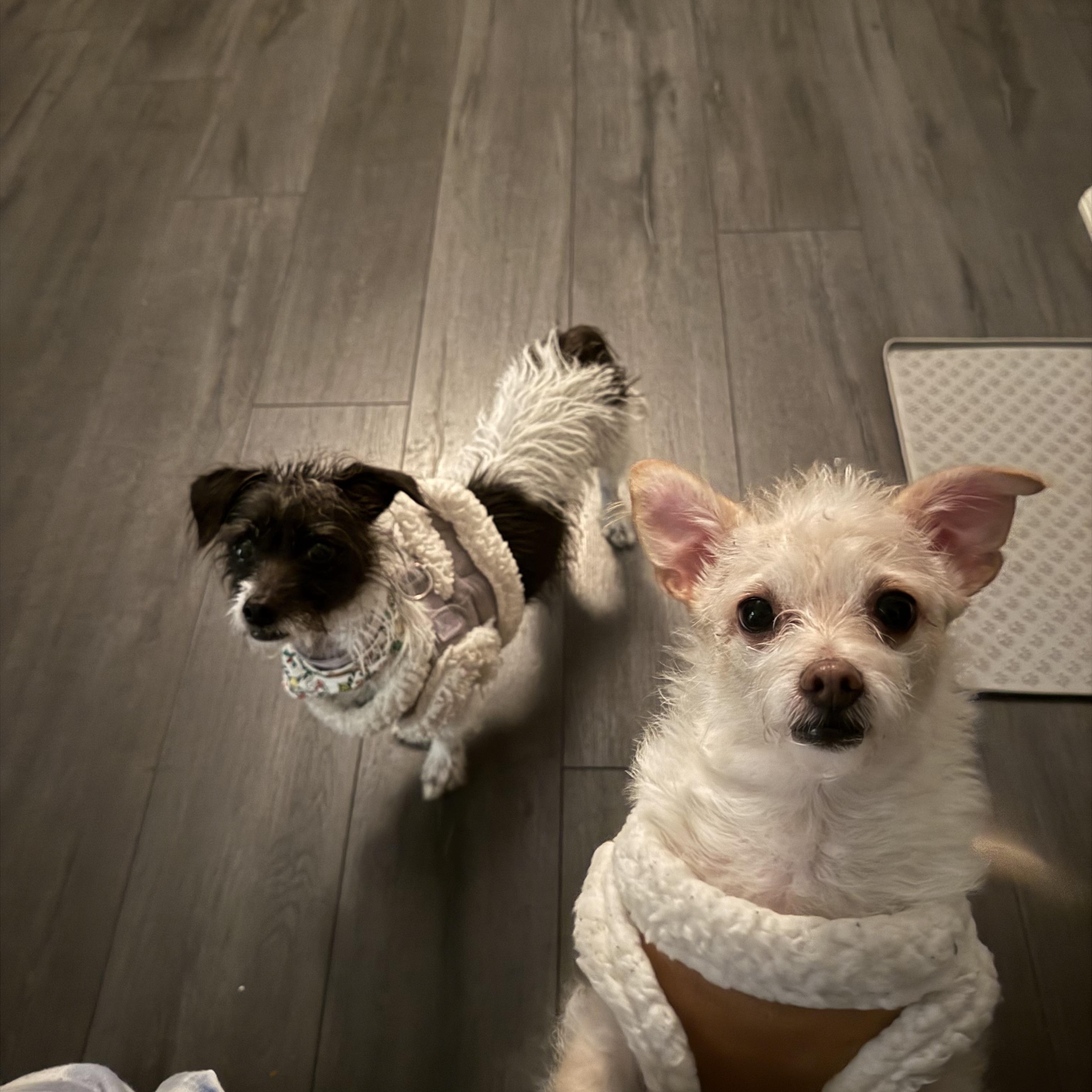 Mia, a Adoptable mixed breed in Thousand Oaks, CA image 3/6