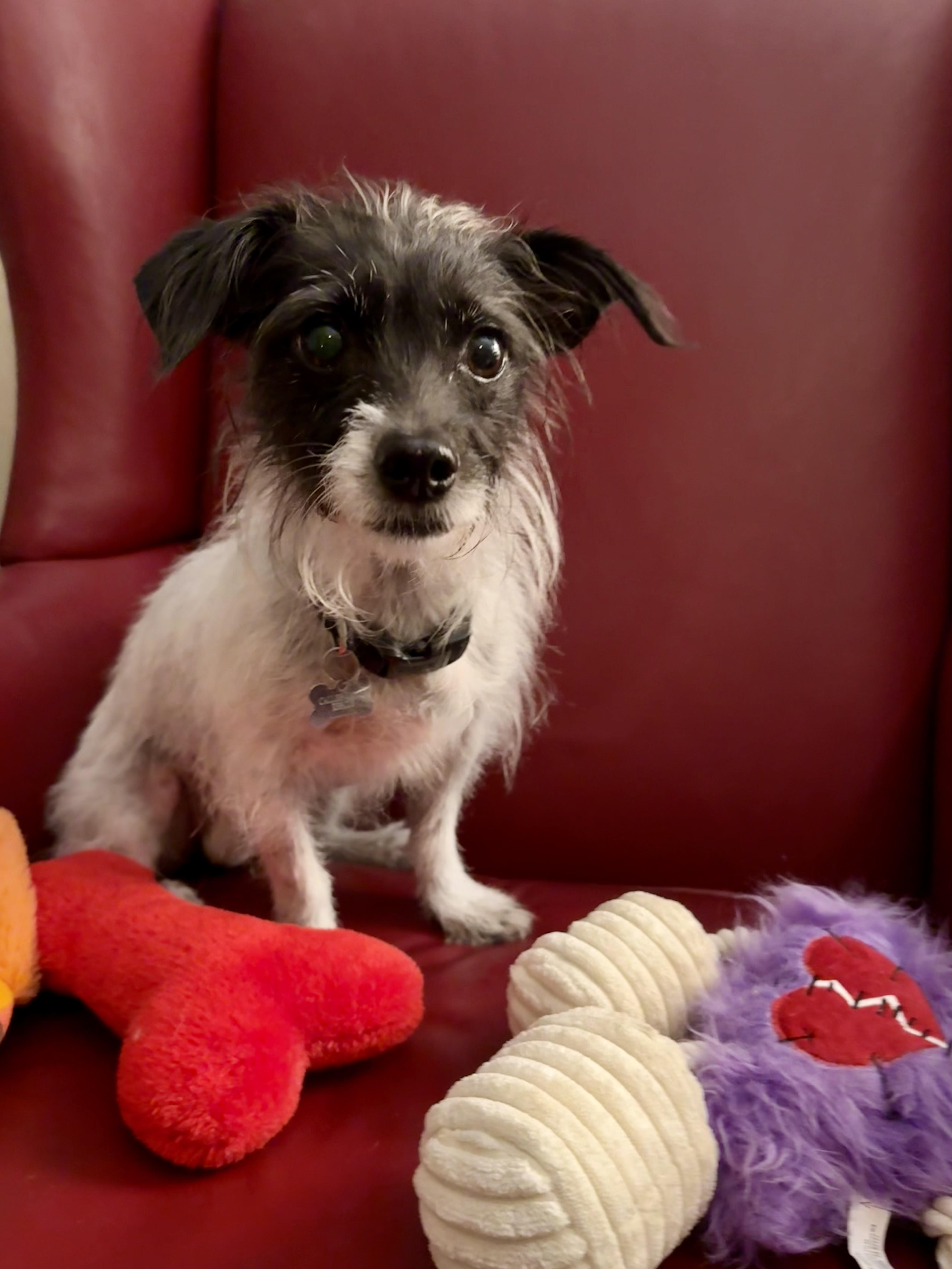 Mia, a Adoptable mixed breed in Thousand Oaks, CA image 2/6