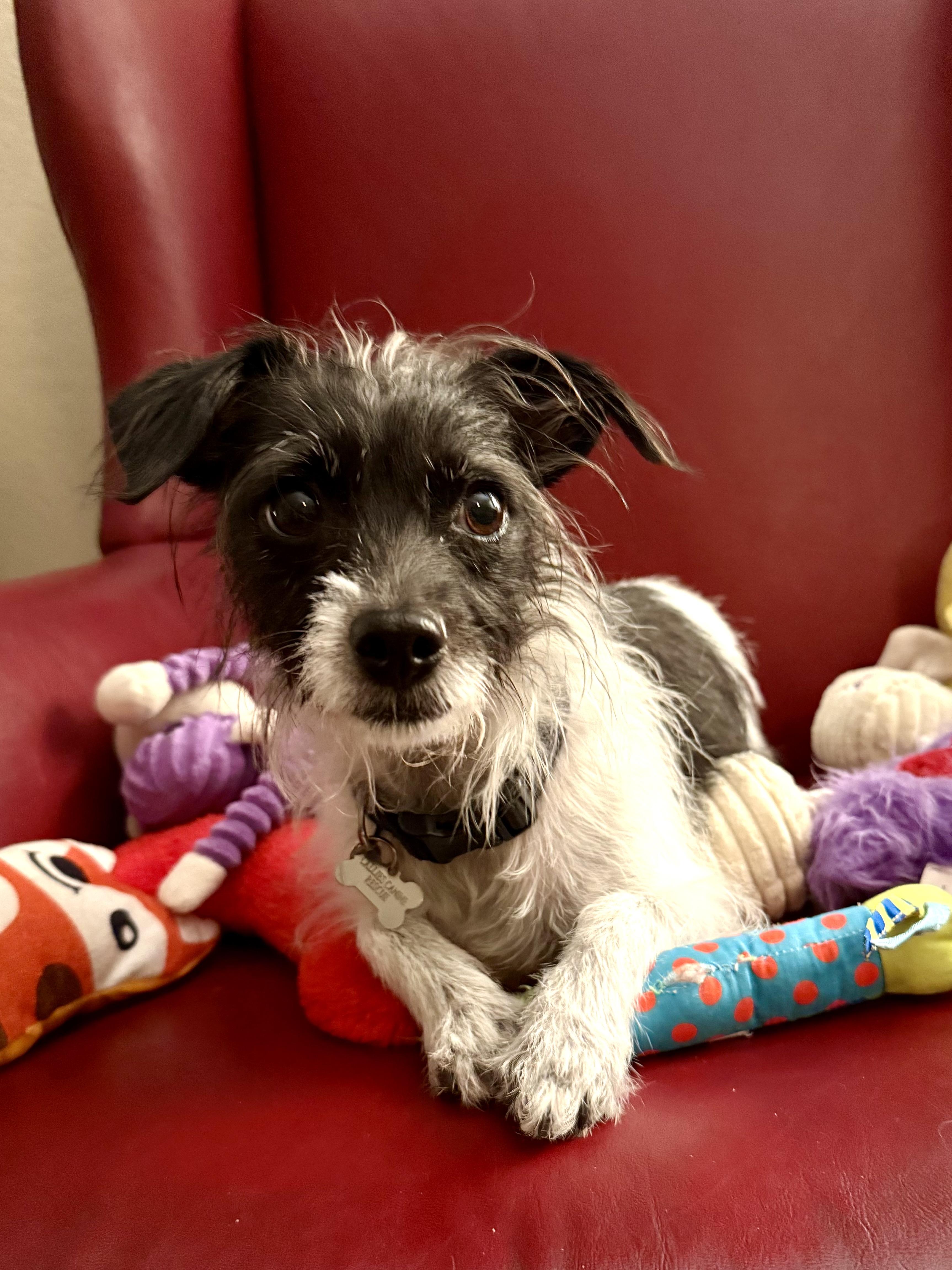 Mia, a Adoptable mixed breed in Thousand Oaks, CA image 1/6