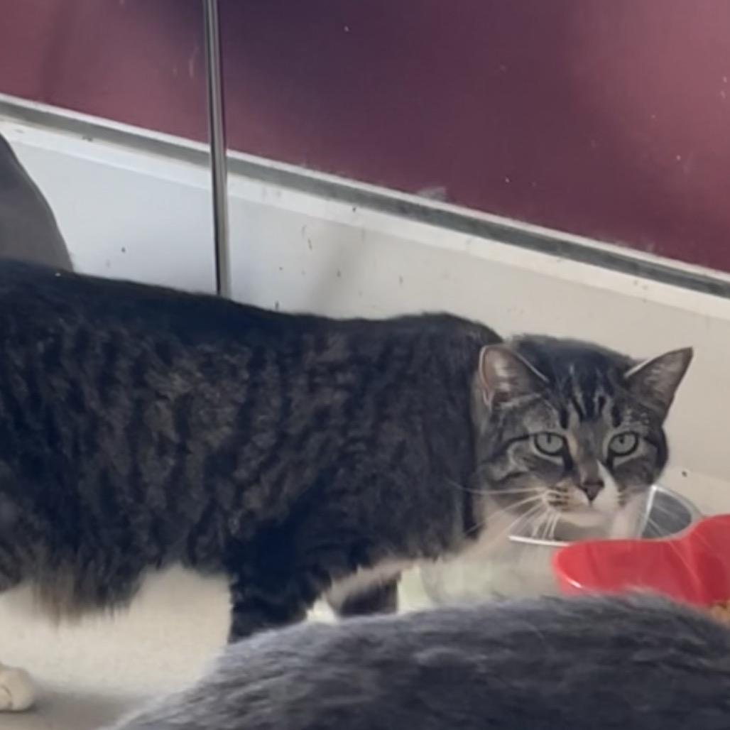 Enlarge Kaylee, a Adoptable Domestic Short Hair in Hamburg, NY image 1/3