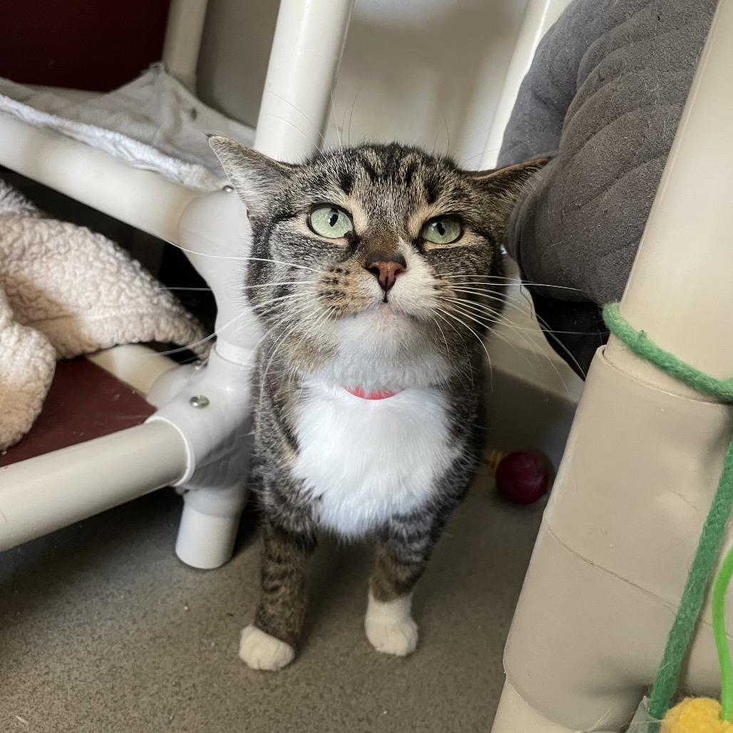 Enlarge Kaylee, a Adoptable Domestic Short Hair in Hamburg, NY image 2/3