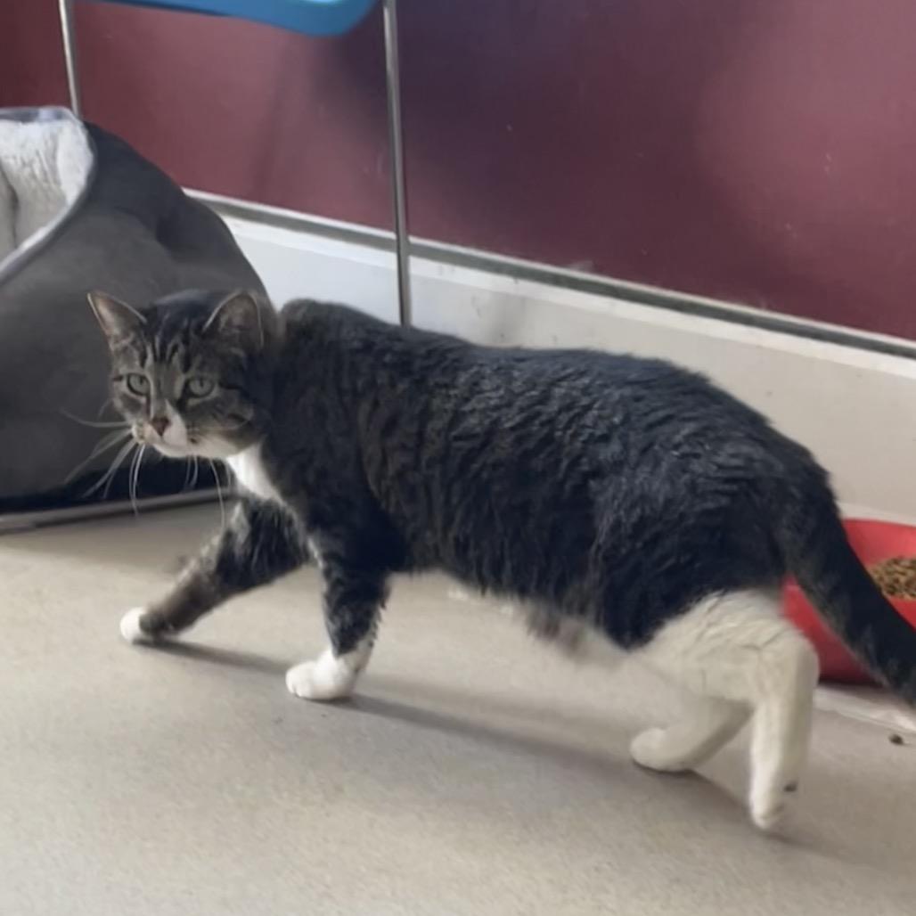 Enlarge Kaylee, a Adoptable Domestic Short Hair in Hamburg, NY image 3/3