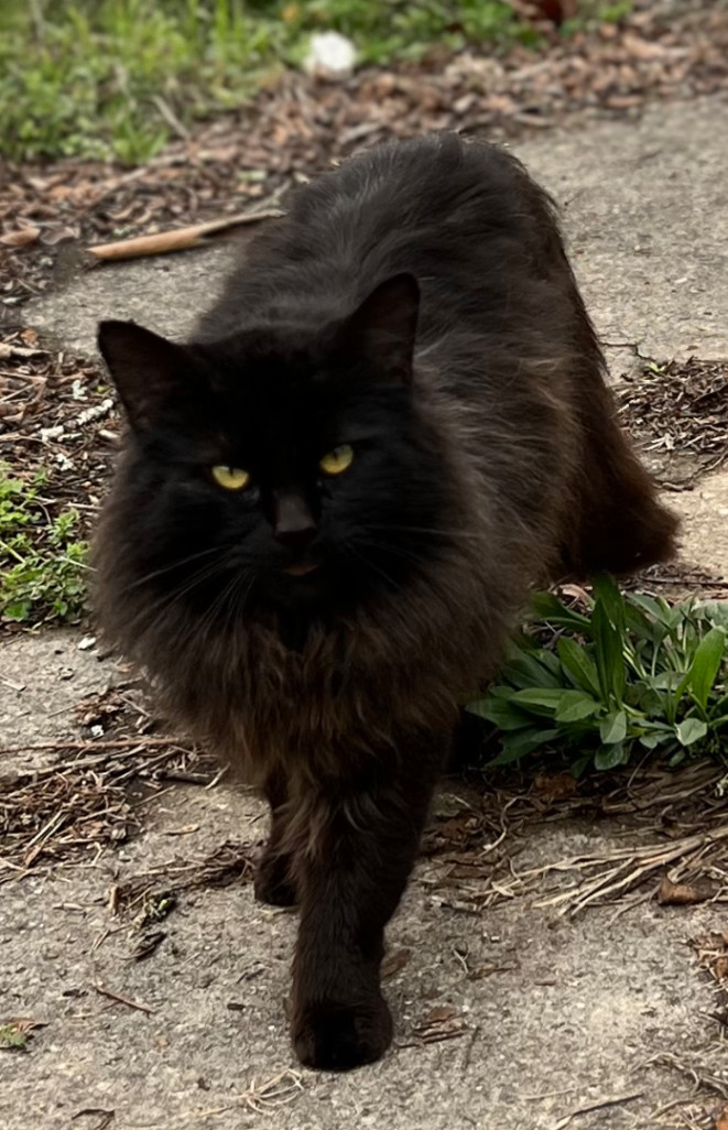 Onyx, a Adopted mixed breed in Hot Springs, AR image 1/6