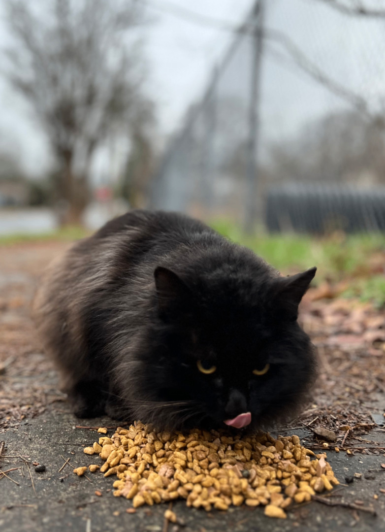 Onyx, a Adopted mixed breed in Hot Springs, AR image 2/6
