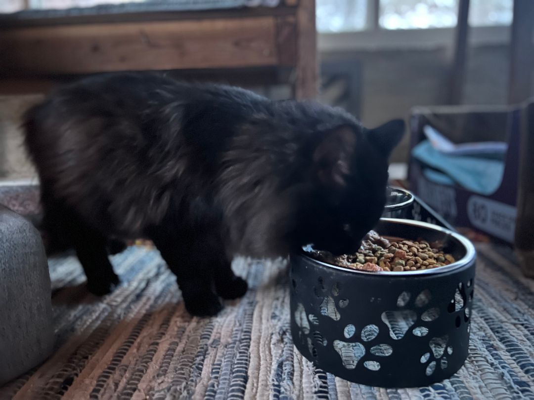 Onyx, a Adopted mixed breed in Hot Springs, AR image 3/6