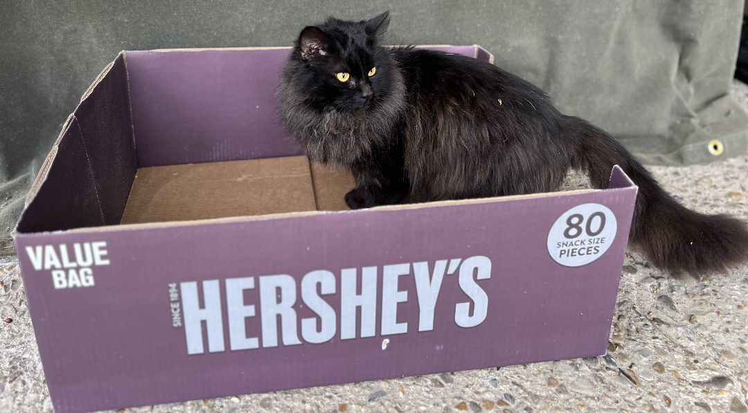 Onyx, a Adopted mixed breed in Hot Springs, AR image 4/6