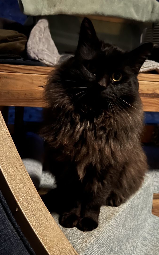 Onyx, a Adopted mixed breed in Hot Springs, AR image 5/6