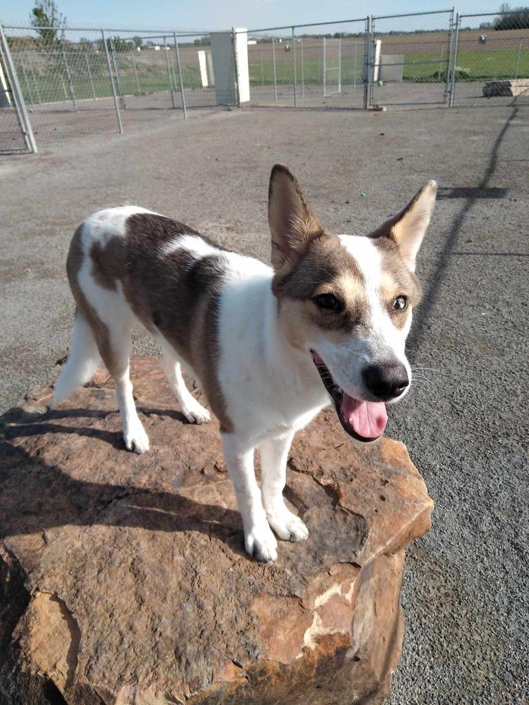 Enlarge MacKenzie, a Adoptable mixed breed in Van Wert, OH image 1/4