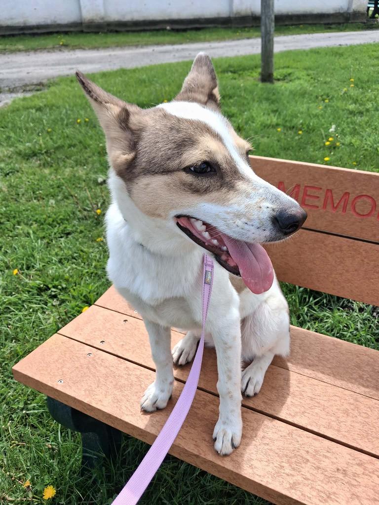 Enlarge MacKenzie, a Adoptable mixed breed in Van Wert, OH image 2/4
