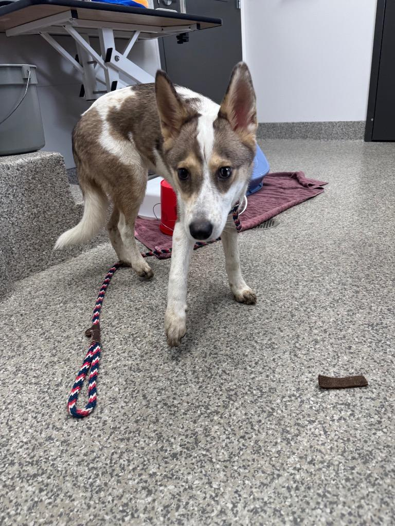 Enlarge MacKenzie, a Adoptable mixed breed in Van Wert, OH image 2/2