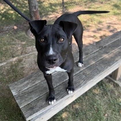 Enlarge Luna, an adopted mixed breed in Springfield, MO image 2/3