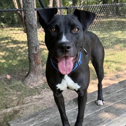 Enlarge Luna, an adopted mixed breed in Springfield, MO image 1/3
