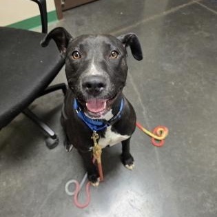 Enlarge Luna, an adopted mixed breed in Springfield, MO image 3/3