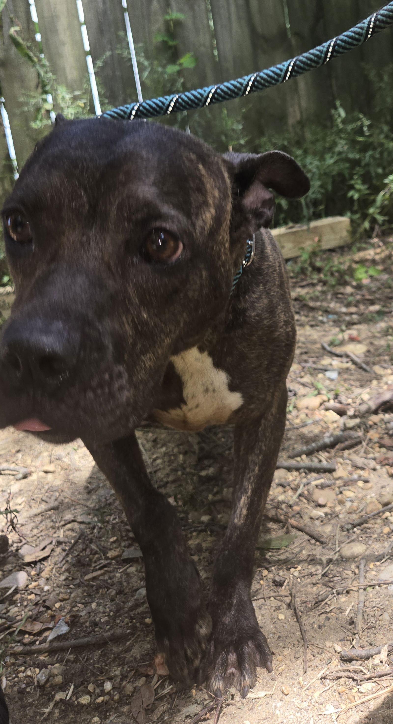 Bat Girl — thumbnail 2