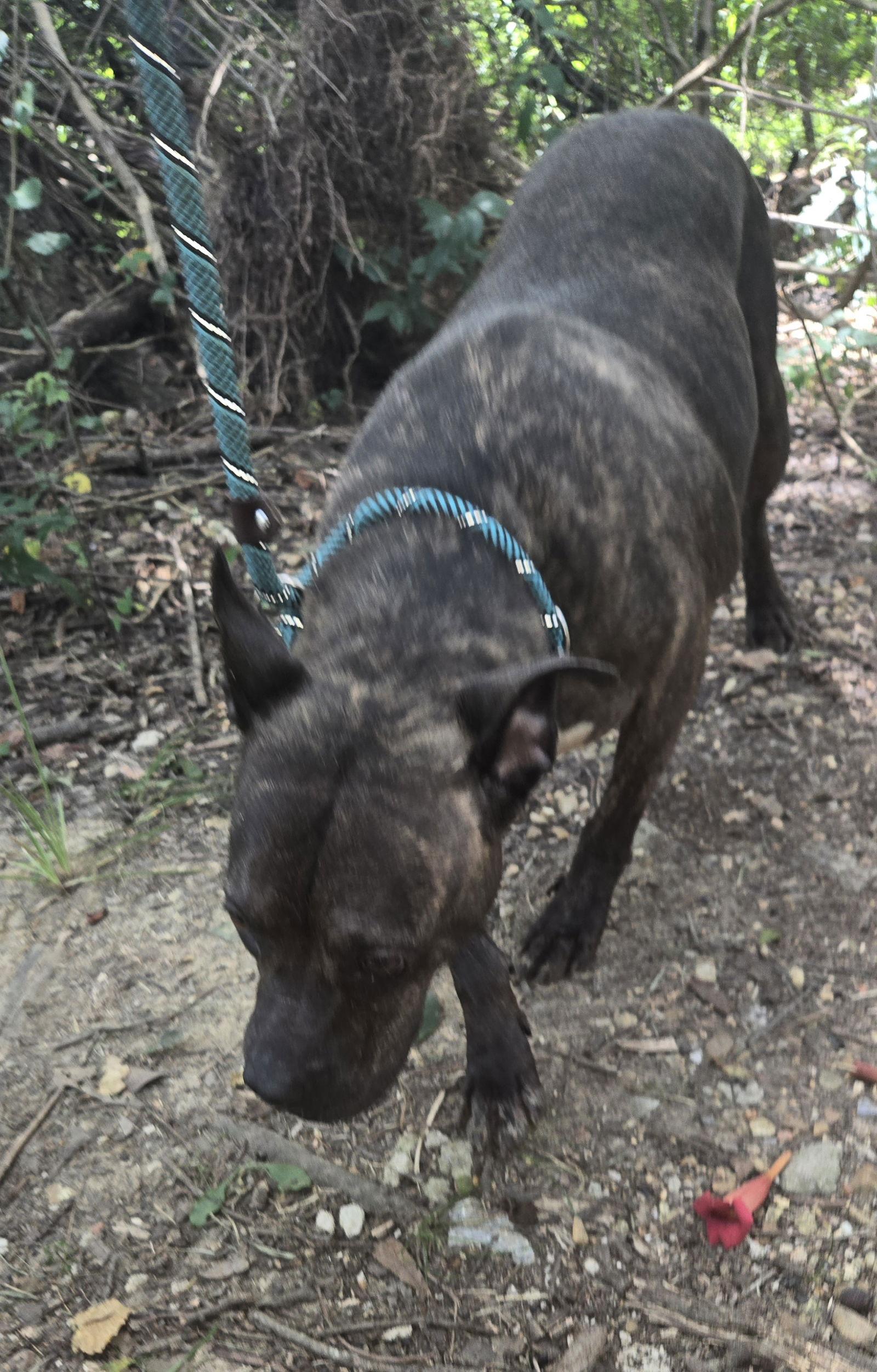 Bat Girl — thumbnail 3