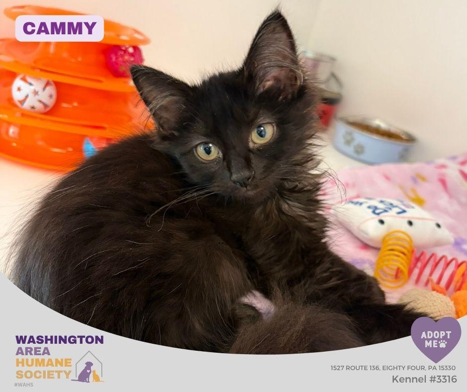Cammy, Adopted, Kitten Female Domestic Long Hair.