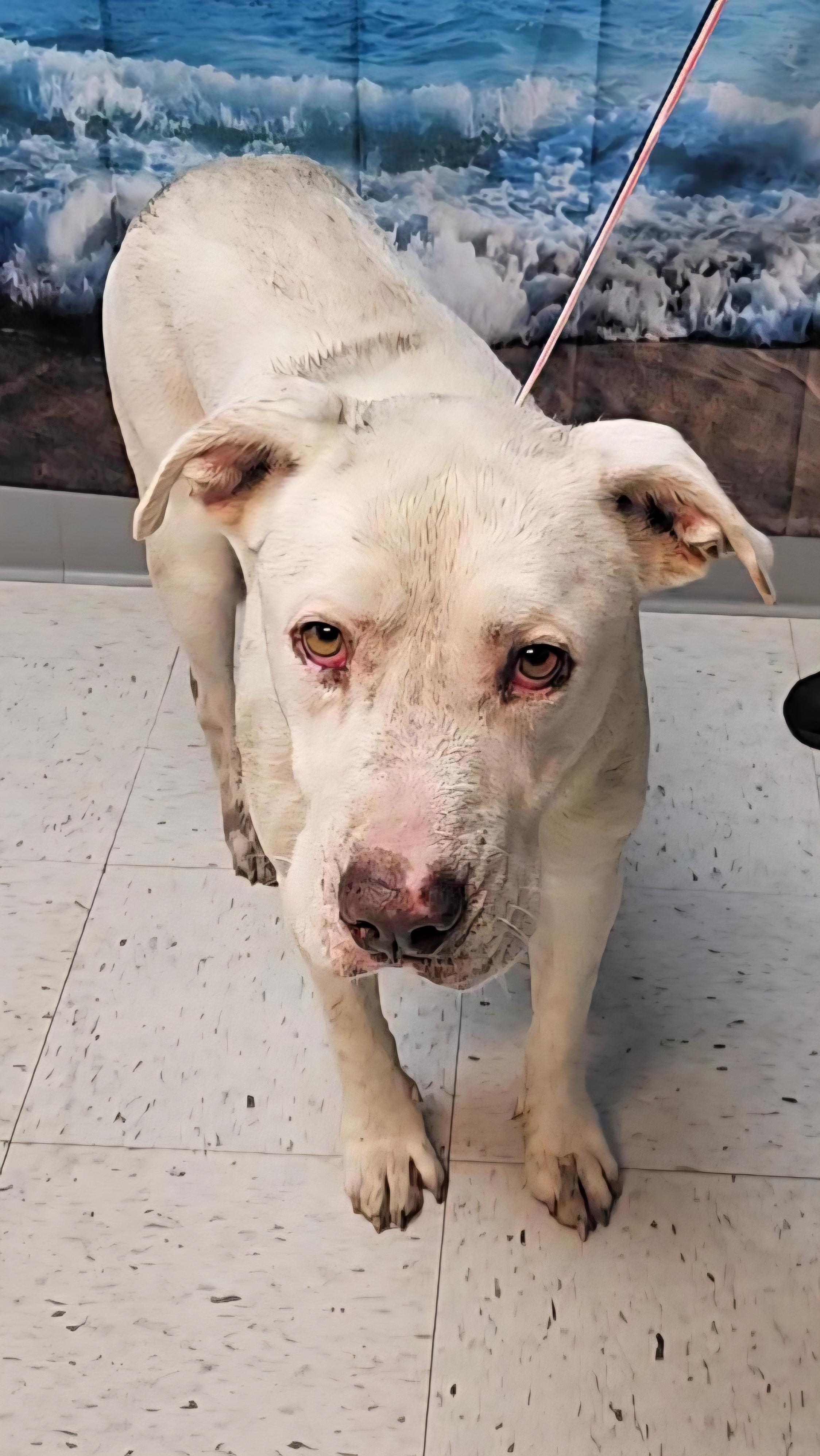 Gunner, Adoptable, Adult Male Labrador Retriever.