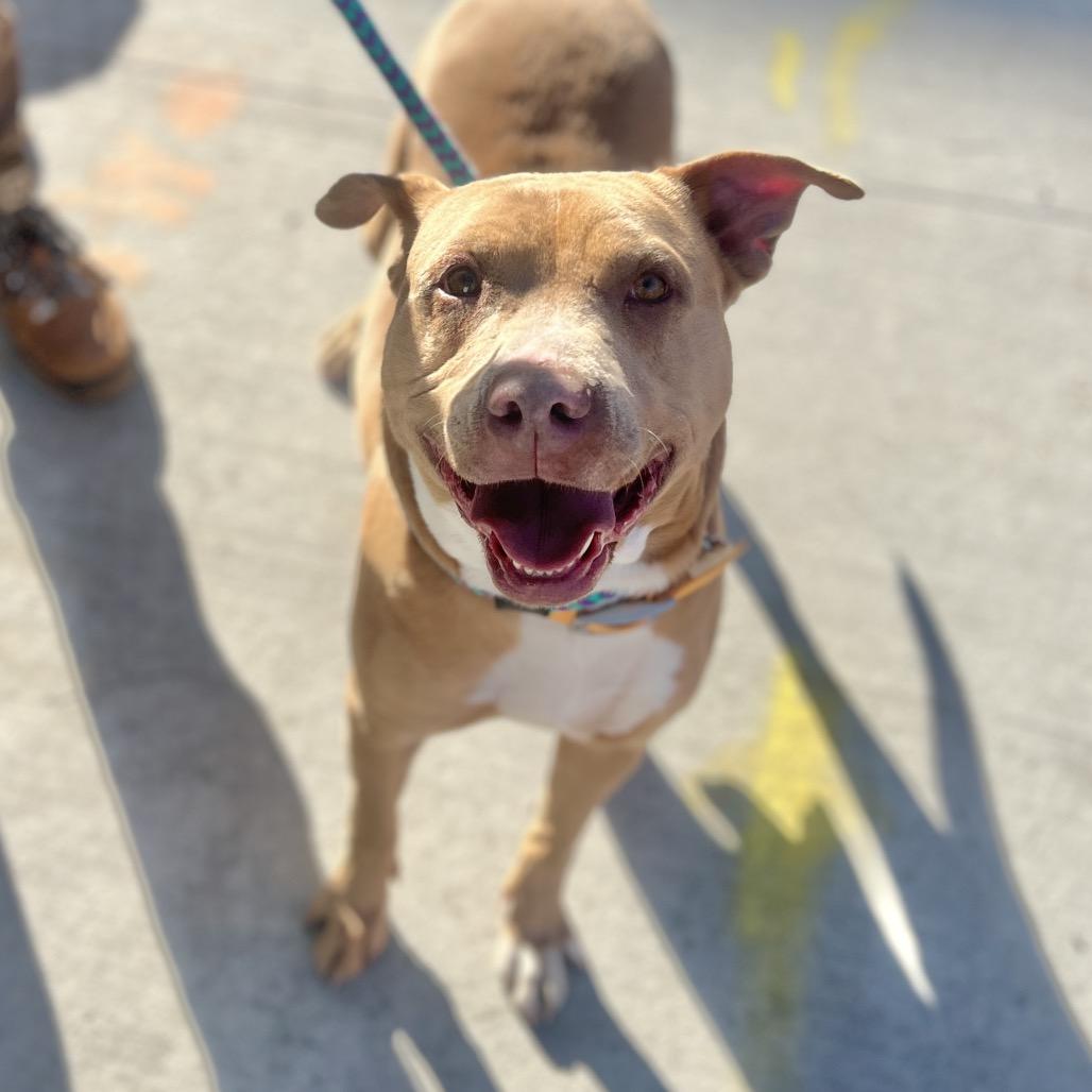 Enlarge Macy, a Adoptable mixed breed in Salt Lake City, UT image 1/6