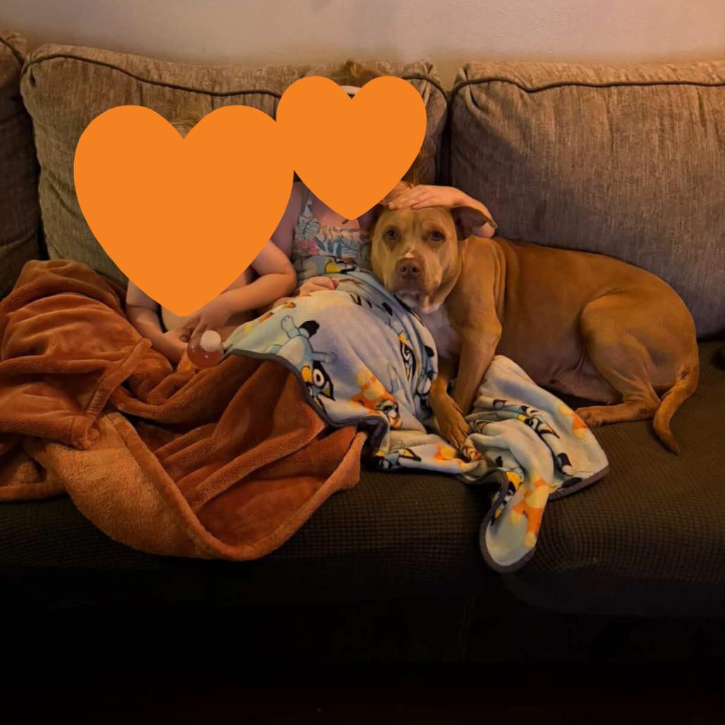 Enlarge Macy, a Adoptable mixed breed in Salt Lake City, UT image 2/6