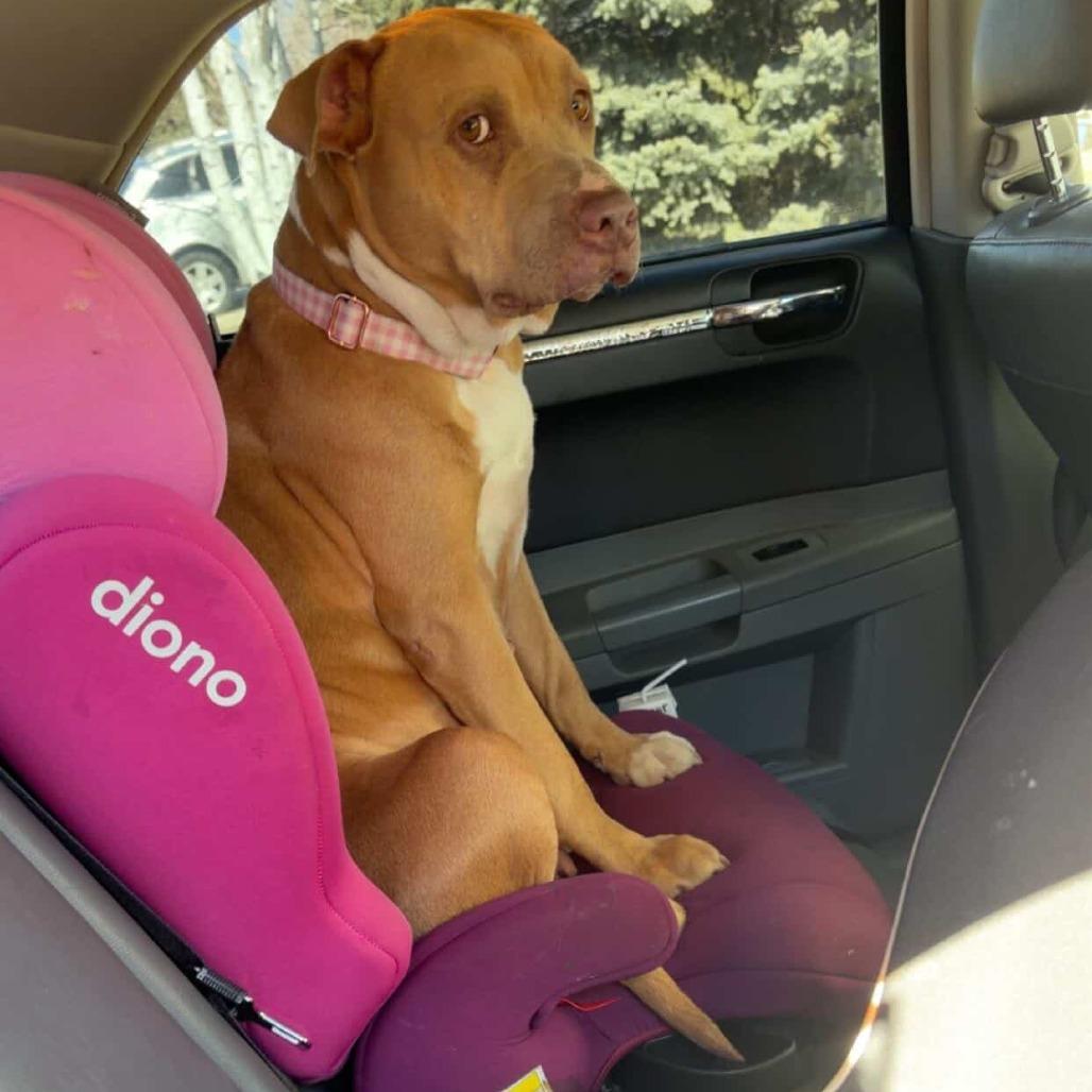 Enlarge Macy, a Adoptable mixed breed in Salt Lake City, UT image 3/6